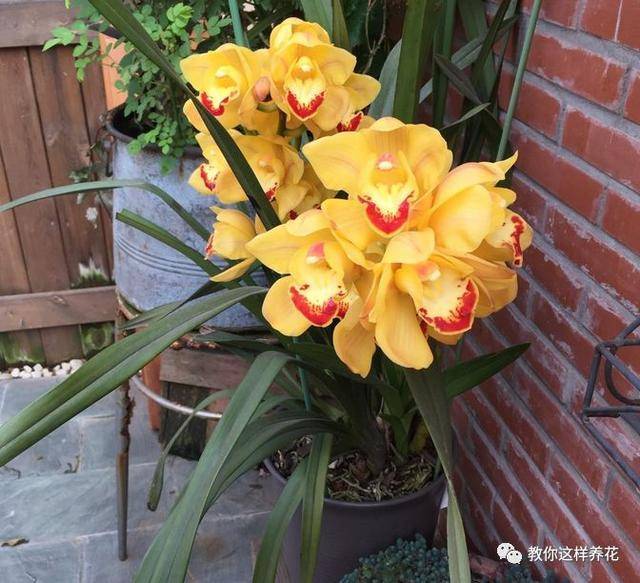 這8種花旺財又旺運，家裡一定要養一盆！看看你家有沒有？