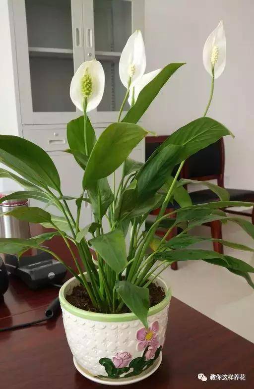 這8種花旺財又旺運，家裡一定要養一盆！看看你家有沒有？