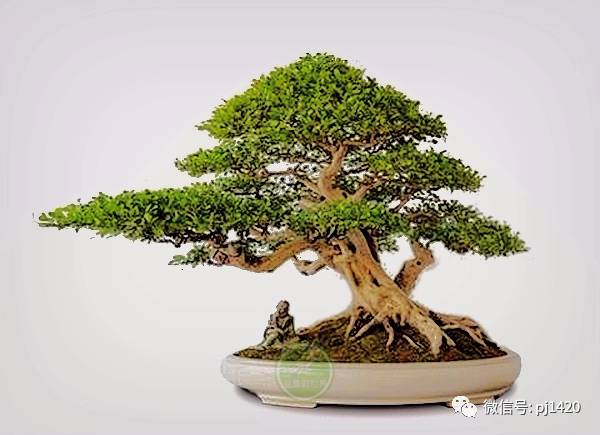 養好一盆九里香，訣竅在這！ 