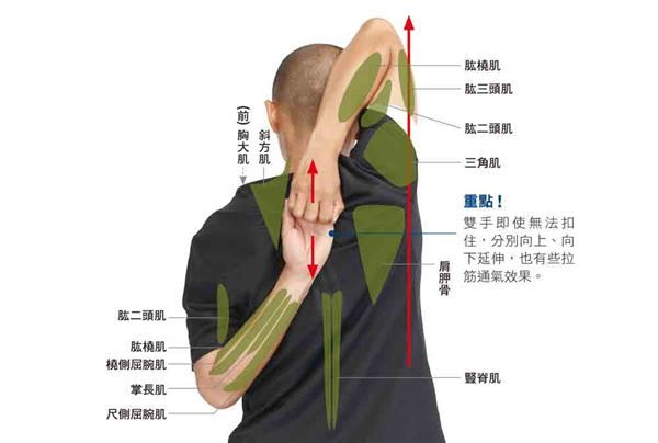 痠痛、五十肩、肩頸僵硬常上身？學會3伸展操改善！ 