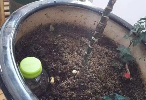 把空水瓶埋進花盆裡，再也不擔心澆水問題，廢物變成養花神器