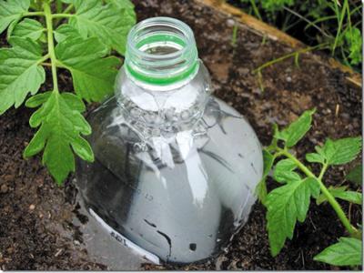 把空水瓶埋進花盆裡，再也不擔心澆水問題，廢物變成養花神器