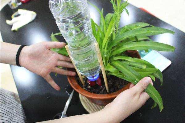 把空水瓶埋進花盆裡，再也不擔心澆水問題，廢物變成養花神器