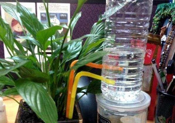 把空水瓶埋進花盆裡，再也不擔心澆水問題，廢物變成養花神器