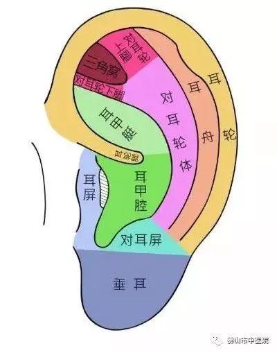 耳朵裡的養生秘密！這5套耳穴操不僅防病還能美容 