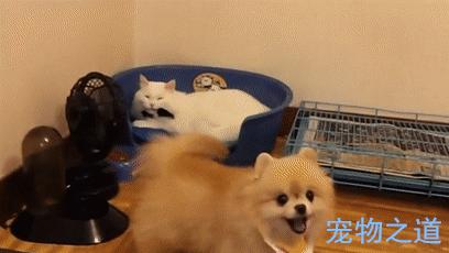 博美發現窩被貓咪霸佔，忐忑不安地擠進去，兩個戲精飆起戲