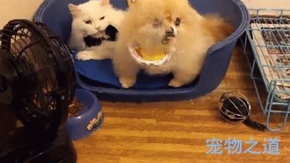 博美發現窩被貓咪霸佔，忐忑不安地擠進去，兩個戲精飆起戲