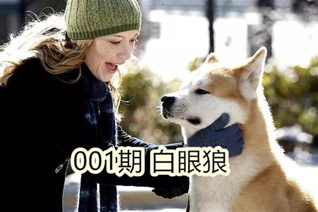 寵物狗不尊重主人的原因，具體表現及糾正方法