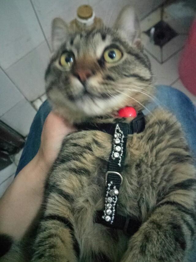 千萬不要讓貓咪看到石像，不然我跟你講，會笑到胃疼的