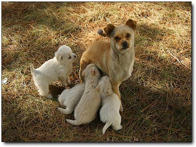 母犬受傷後逃回下水道，好心人前往救助才發現裡面藏有6隻幼犬
