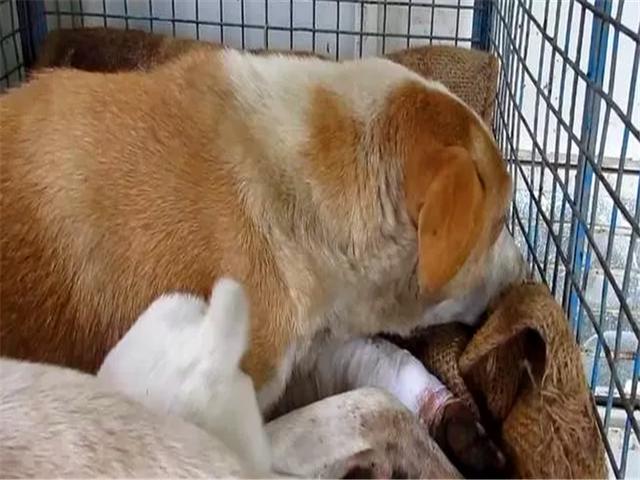 母犬受傷後逃回下水道，好心人前往救助才發現裡面藏有6隻幼犬