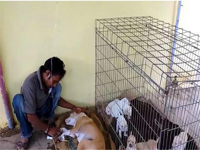母犬受傷後逃回下水道，好心人前往救助才發現裡面藏有6隻幼犬