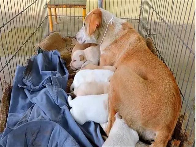 母犬受傷後逃回下水道，好心人前往救助才發現裡面藏有6隻幼犬