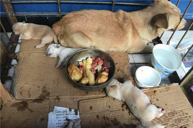 母犬受傷後逃回下水道，好心人前往救助才發現裡面藏有6隻幼犬