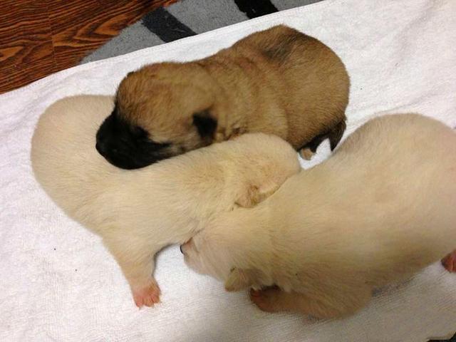 母犬受傷後逃回下水道，好心人前往救助才發現裡面藏有6隻幼犬