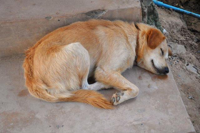 母犬受傷後逃回下水道，好心人前往救助才發現裡面藏有6隻幼犬
