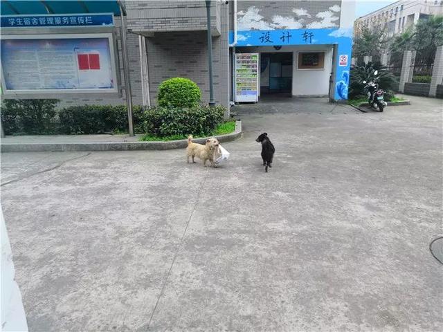 流浪狗為填飽肚子叼走外賣，坦然走出校園，將食物帶給飢餓夥伴