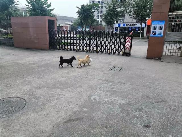 流浪狗為填飽肚子叼走外賣，坦然走出校園，將食物帶給飢餓夥伴
