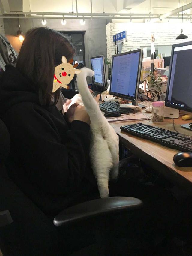 小貓咪闖禍被仍在窗外，在外面聲嘶力竭的求饒，最後的表情沒誰了