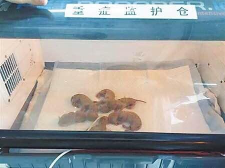 貓媽為保護孩子最後選擇這樣做，周圍人都哭了