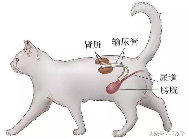 貓媽為保護孩子最後選擇這樣做，周圍人都哭了