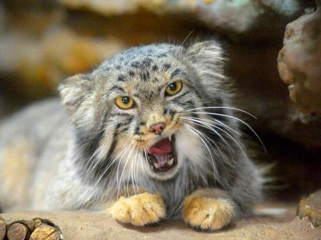 兔猻因遭錯認而開課，苦心介紹自身猛獸真相，但仍被眾人當成萌物