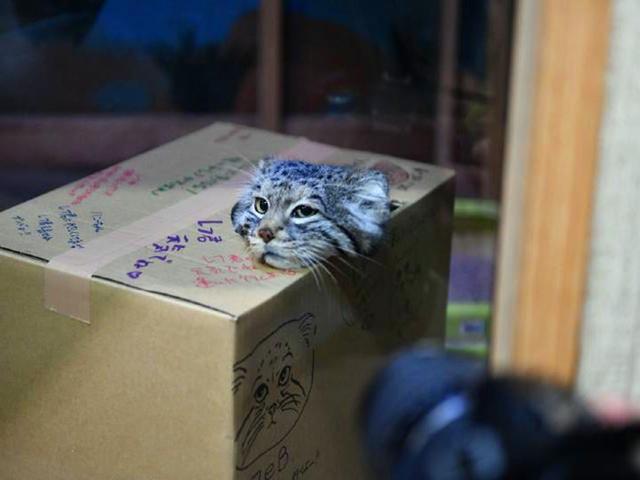 兔猻因遭錯認而開課，苦心介紹自身猛獸真相，但仍被眾人當成萌物