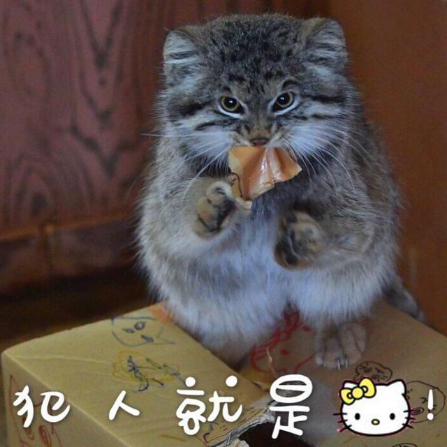 兔猻因遭錯認而開課，苦心介紹自身猛獸真相，但仍被眾人當成萌物