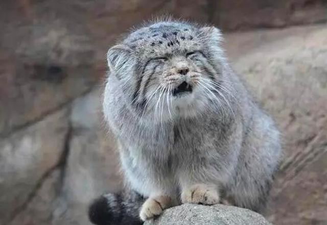 兔猻因遭錯認而開課，苦心介紹自身猛獸真相，但仍被眾人當成萌物