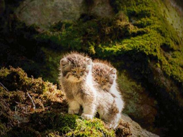 兔猻因遭錯認而開課，苦心介紹自身猛獸真相，但仍被眾人當成萌物