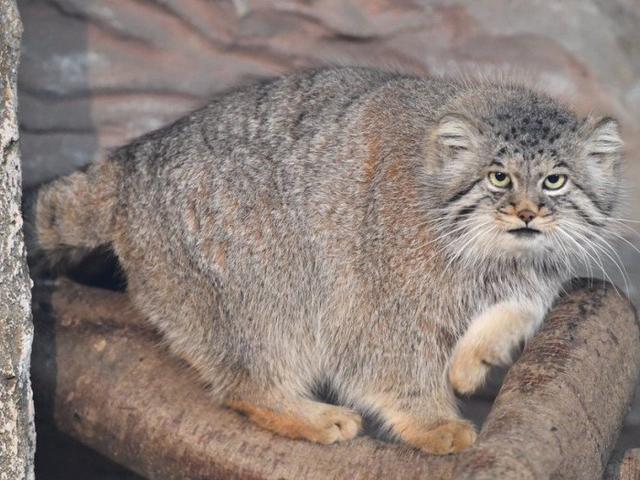 兔猻因遭錯認而開課，苦心介紹自身猛獸真相，但仍被眾人當成萌物