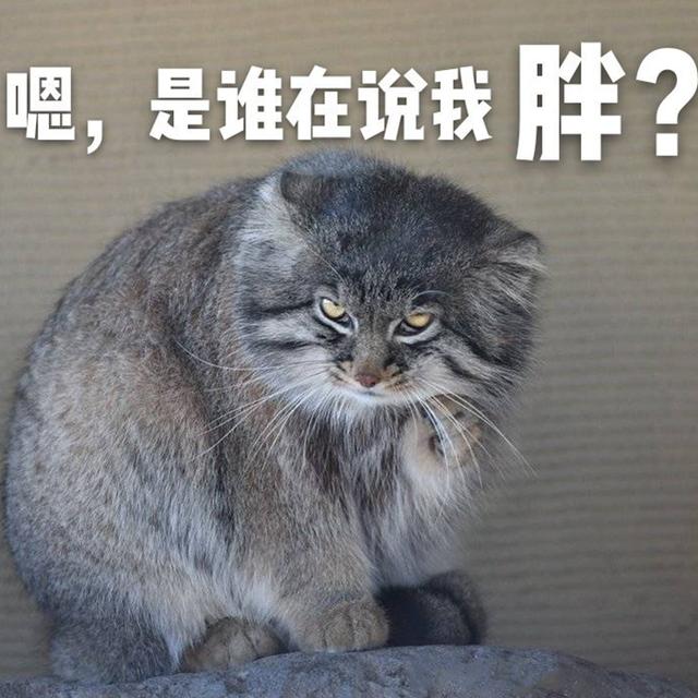 兔猻因遭錯認而開課，苦心介紹自身猛獸真相，但仍被眾人當成萌物