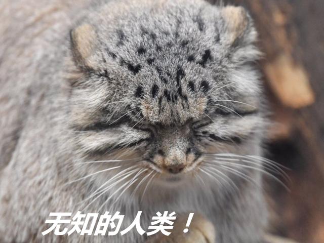 兔猻因遭錯認而開課，苦心介紹自身猛獸真相，但仍被眾人當成萌物