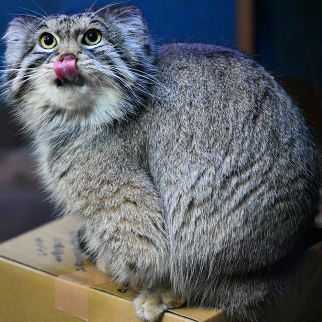 兔猻因遭錯認而開課，苦心介紹自身猛獸真相，但仍被眾人當成萌物