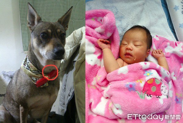 愛犬投胎轉世 成為主人的女兒