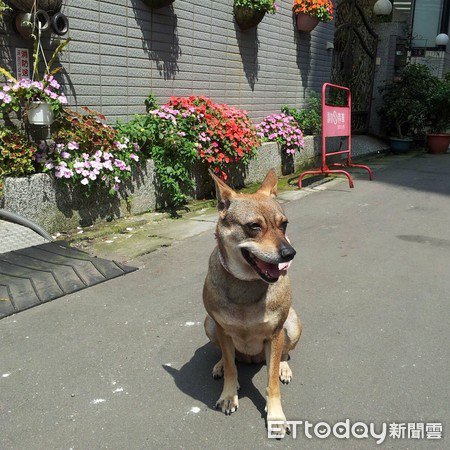 愛犬投胎轉世 成為主人的女兒