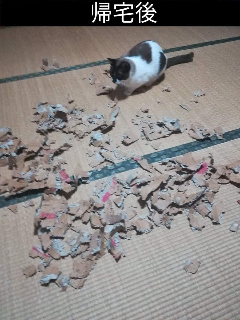 《把紙箱交給貓的下場》不對，這不是我以為會看到的結果啊...