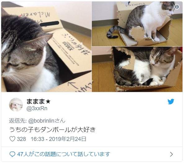 《把紙箱交給貓的下場》不對，這不是我以為會看到的結果啊...