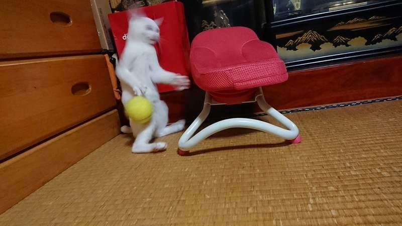 《貓的崩壞寫真大賽》再開　各種奇蹟醜照讓貓的生態更加無法理解ww