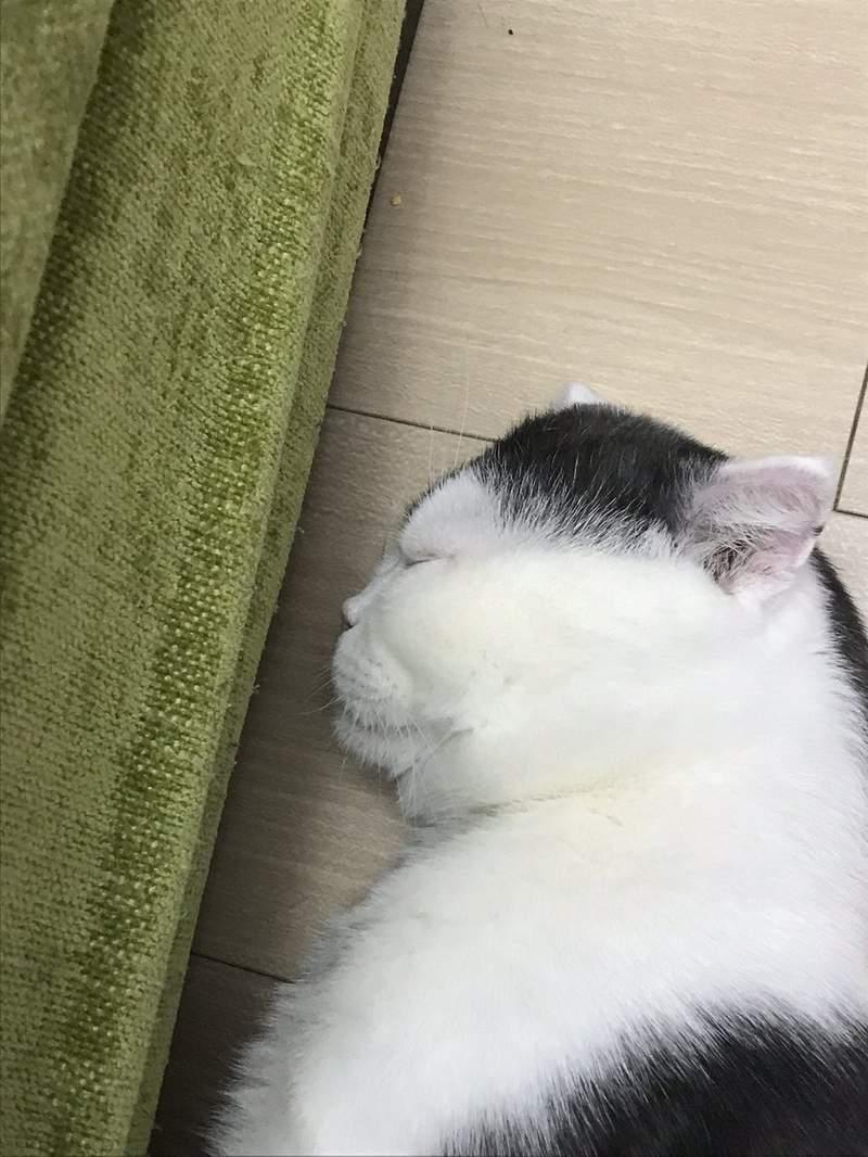 《貓的崩壞寫真大賽》再開　各種奇蹟醜照讓貓的生態更加無法理解ww