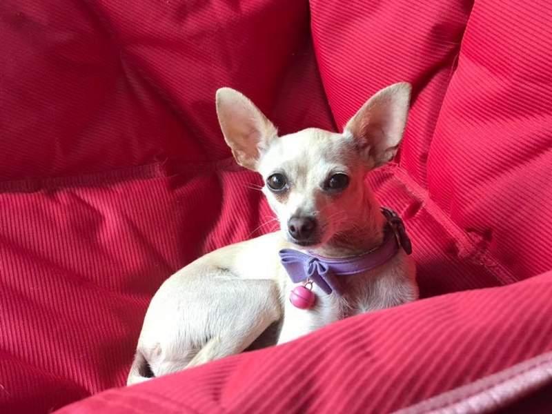鐵漢柔情《吉娃娃救援者》喜歡大犬的硬漢因緣際會成為小狗迷　每天被吉娃娃包圍超幸福♥