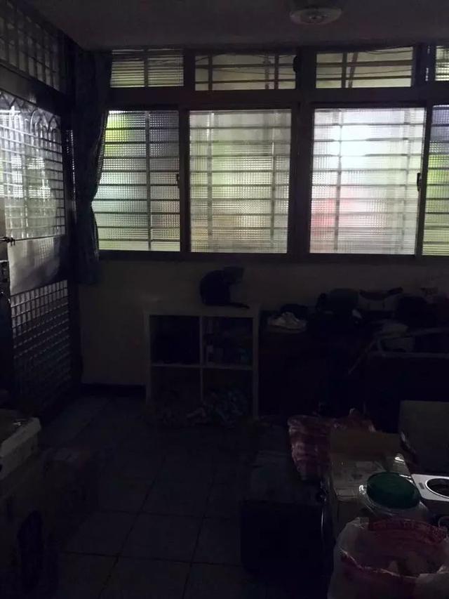 從天而降三隻串串貓，苦苦掙扎，路人視而不見
