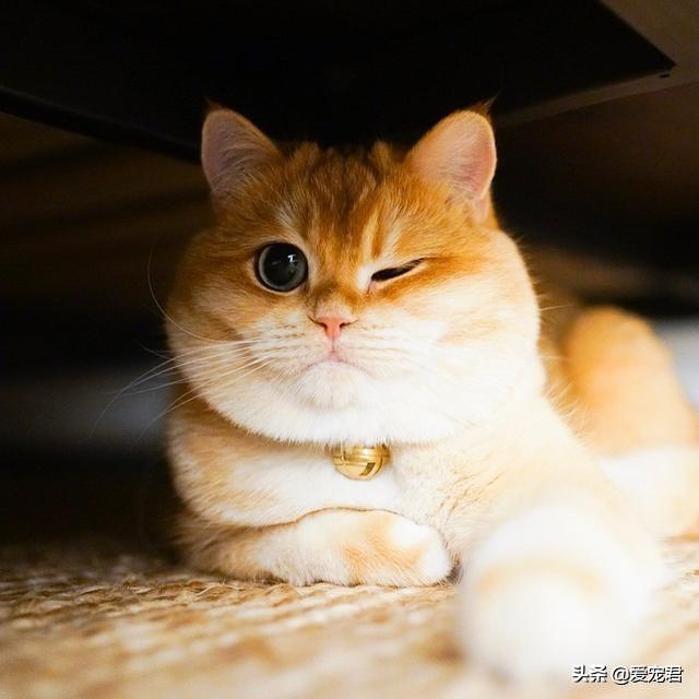 「貓慢慢眨眼睛」是眼睛進沙？專家認證：是在對你說「我愛你」❤️