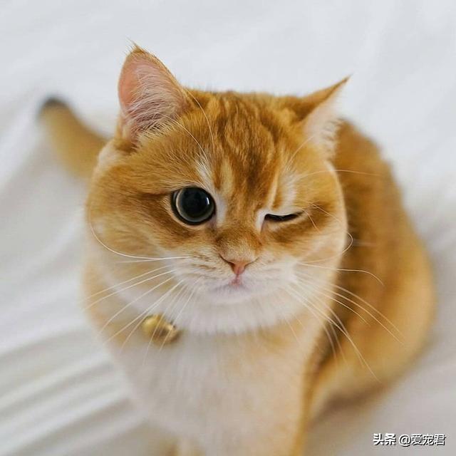 「貓慢慢眨眼睛」是眼睛進沙？專家認證：是在對你說「我愛你」❤️