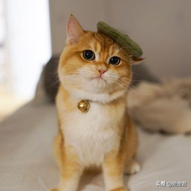 「貓慢慢眨眼睛」是眼睛進沙？專家認證：是在對你說「我愛你」❤️