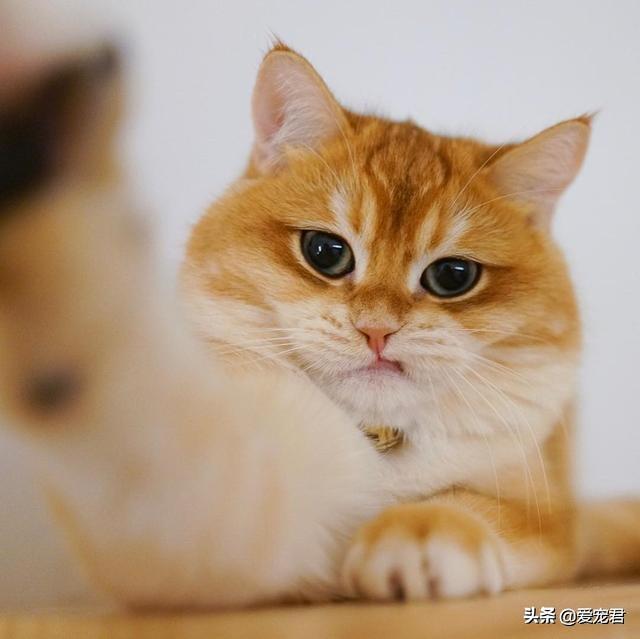 「貓慢慢眨眼睛」是眼睛進沙？專家認證：是在對你說「我愛你」❤️
