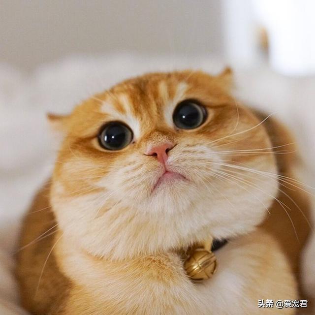 「貓慢慢眨眼睛」是眼睛進沙？專家認證：是在對你說「我愛你」❤️