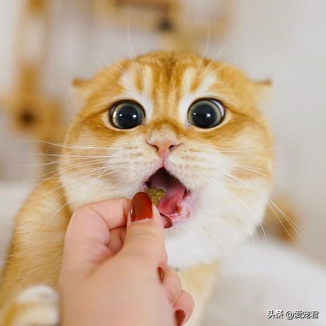 「貓慢慢眨眼睛」是眼睛進沙？專家認證：是在對你說「我愛你」❤️