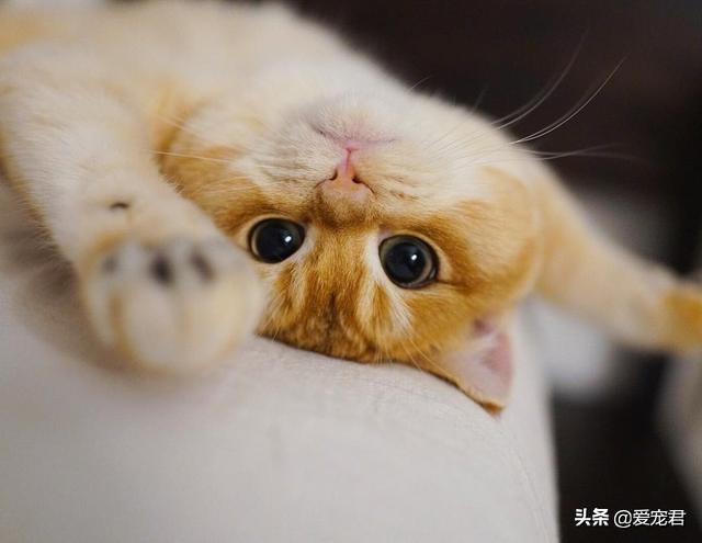 「貓慢慢眨眼睛」是眼睛進沙？專家認證：是在對你說「我愛你」❤️