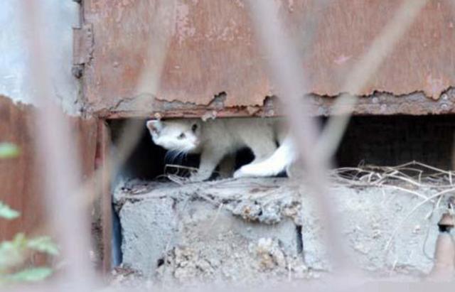 網友在路上走著走著，忽然被一隻貓給抱住了腿，可她並沒有養過貓